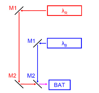 bat features